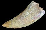 Serrated, Juvenile Carcharodontosaurus Tooth #84387-1